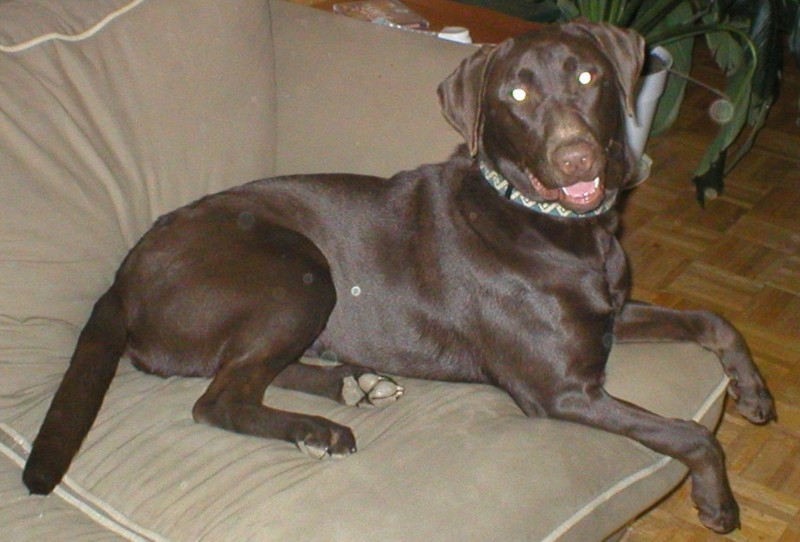 Katie poses on the loveseat.jpg